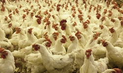 Senate Misses the Mark on the Organic Animal Welfare Rule
