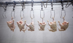 Modernizing Poultry Inspections Undermines Food Safety Standards