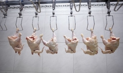 Consumer Groups Applaud Denial of Industry Petition to Increase Poultry Slaughterhouse Line Speeds