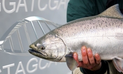 Mandatory Labeling for  GE Salmon Overcomes Major Hurdle
