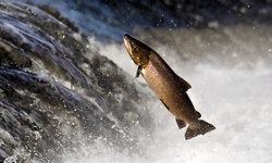 New Study Indicates GE Salmon Can Contaminate Wild Brown Trout