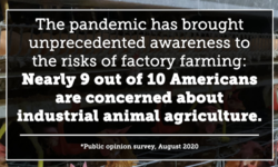 New Survey: COVID-19 Pandemic Has Brought Unprecedented Awareness and Consensus Regarding Factory Farming Risks