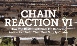 Report: Most Restaurants Fail to Stop Antibiotic Overuse in Their Beef Supplies