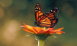 UPDATE: MAJOR VICTORY ON MONARCHS PROTECTION— Monarch Butterflies Put on Candidate Waiting List for Endangered Species Act Protection