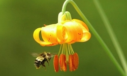Latest Studies Show Alarming New Impacts of Common Insecticide on Bees