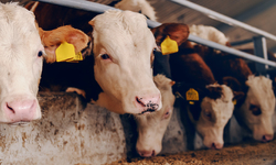 Center for Food Safety Calls for Boycott of Tillamook Dairy Products Over Misleading Advertising that Hides Company's Unsustainable Sourcing Practices