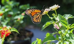 How We Can Come Together to Save the Monarchs