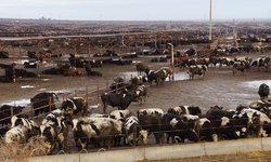 Groups Petition EPA to Protect Washington's Drinking Water from Factory Farm Pollution