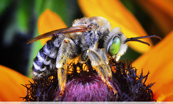 Court Finds Bee-Toxic Pesticide Sulfoxaflor Approved Illegally