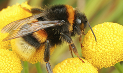 Center for Food Safety Launches Groundbreaking App to Save Pollinators: Wild Bee ID