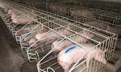 New Hog Slaughter Rule Damages Consumers and Workers