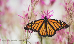 Obama Administration Sued Over Failure to Protect Monarch Butterflies