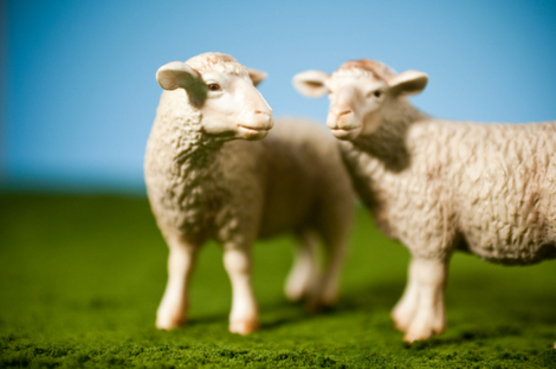 Center for Food Safety | About Cloned Animals | | About Cloned Animals