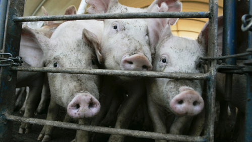 Groups Urge Regulation of Genetically Engineered Animals Stay with FDA not  USDA