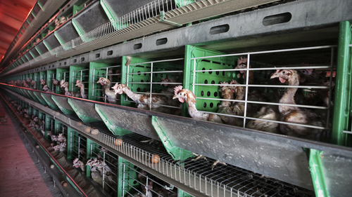 Center for Food Safety | Animal Factories and Animal Welfare | | Animal  Factories and Animal Welfare