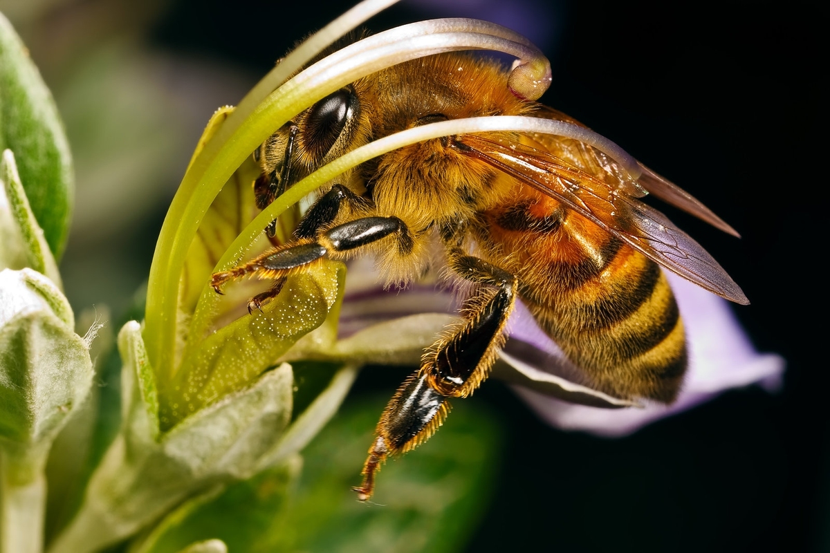 Center for Food Safety | Press Releases | | A Miracle For Bees