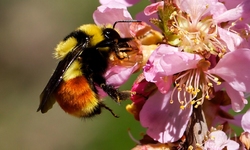 Center for Food Safety Secures Legal Victory for Bees!