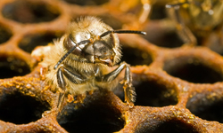 A Sticky Situation for EPA on Pollinators and Pesticides