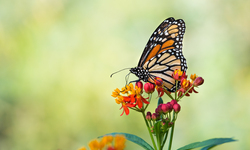 New Eastern Monarch Butterfly Count Indicates Pollinator Still Threatened