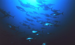 Mercury Bigger Worry than Radiation in Tuna