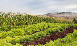 Let's Invest California's Budget Surplus on a Sustainable Food System