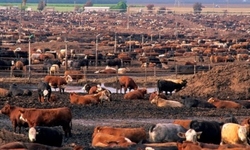 Groups File Lawsuits to Stop Groundwater Pollution from Industrial Dairies