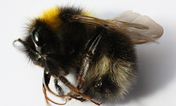 Industry Report on Neonicotinoid Pesticides Predictably Ignores Key Questions, Lacks Hard Data