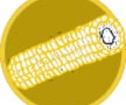 USDA Gives Preliminary Approval to New Pesticide-Promoting GE Corn Variety