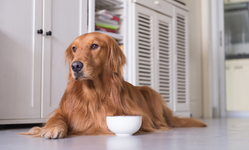Protect Your Pup: FDA's New Warning on Dog Food Safety and Canine Heart Disease