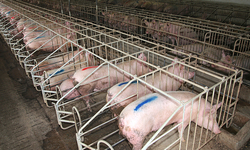 Dangerous Hog Slaughter Self-Inspection Program Should Be Stopped, Advocates Tell Court