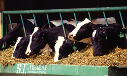 Citizen Action Pushes Dairies To Declare Hazardous Substance Releases