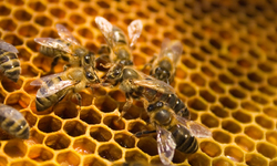 Can We Learn from the Bees in Time to Save Them?
