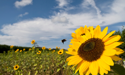 CFS, Beekeepers and Public Interest Groups Sue EPA Over Bee-Toxic Pesticides