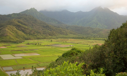 Center for Food Safety Vows to Defend Kaua'i Law Protecting Residents from Pesticide Exposure
