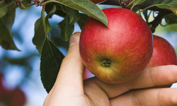 The Choice is Simple:  Choose Organic Apples