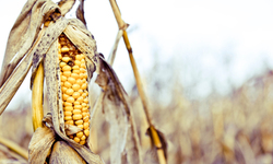 GMO Science Deniers: Monsanto and the USDA