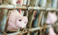 Center for Food Safety Urges New Jersey Lawmakers to Protect Pigs from Extreme Confinement