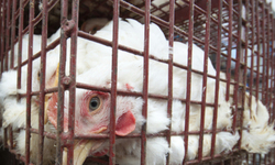Local Farmer Groups Sue to Challenge Mega-Chicken Operation Permit