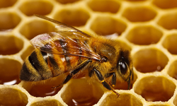 EU Commission Takes Steps To Suspend Bee-Toxic Pesticides