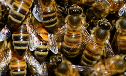 EPA Refuses to Close Pesticide-Coated Seed Loophole That Kills Bees and Endangered Species