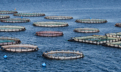Industrial Aquaculture's Harmful Lessons